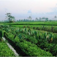 Lahan pertanian di Kabupaten Kuningan.